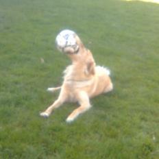 Blanding af racer Dingo