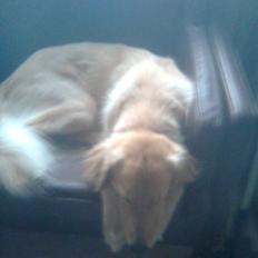 Blanding af racer Dingo