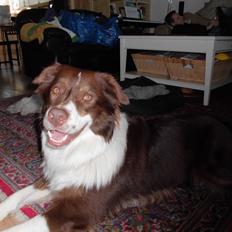 Australian shepherd Lexus