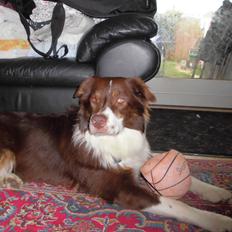 Australian shepherd Lexus