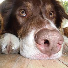 Australian shepherd Lexus