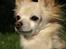 Chihuahua Micki aka Mimi - Velkommen til Mickis profil