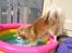 Chihuahua Caspar aka Rangeren - Caspar fisker godbidder- sommeren 2013