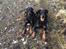 Beauceron Satchmo`s Yappi - datter Snooki og mamma Yappi