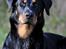 Beauceron Satchmo`s Yappi