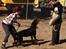 Beauceron Satchmo`s Yappi