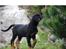 Beauceron Satchmo`s Yappi - mini Yappi utforsker sitt nye hjem