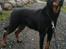 Beauceron Satchmo`s Yappi - Yappi etter parring i DK hos kennel Woodt Light