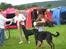 Beauceron Satchmo`s Yappi - Yappi  vinner 3 av 3 dager sin klasse og får sitt 3 CACIB i sverige