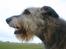 Irsk ulvehund Azimut