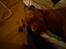 Dogue de bordeaux Cody - Sover med tungen ude :p