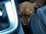 Dogue de bordeaux Cody - Han ville absolut ligge med hovedet der :p