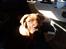 Dogue de bordeaux Cody