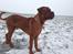 Dogue de bordeaux Cody - Muffi i sneen :)