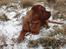 Dogue de bordeaux Cody