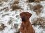 Dogue de bordeaux Cody