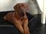 Dogue de bordeaux Cody