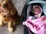 Cocker spaniel Nova - meget stolte Nova med vores datter da vi kom hjem fra hospitalet :-) Hun tog det så flot !!