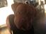 Dogue de bordeaux Cody