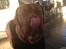 Dogue de bordeaux Cody