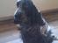 Cocker spaniel Diana - himmelhund - Diana 3 år