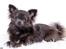 Chihuahua Valentino Del Modisto - Koda
