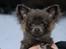 Chihuahua Valentino Del Modisto - Koda