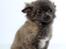 Chihuahua Valentino Del Modisto - Koda