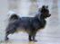 Chihuahua Valentino Del Modisto - Koda