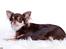Chihuahua Ayumi Von Edertal