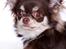 Chihuahua Ayumi Von Edertal