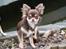 Chihuahua Ayumi Von Edertal