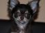 Chihuahua Ayumi Von Edertal