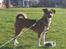Blanding af racer coco - coco :-)