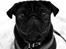 Mops Berta