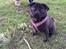 Mops Berta