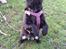 Mops Berta