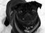 Mops Berta