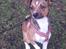 Blanding af racer coco - min fine prinsesse :-)