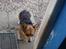 Welsh corgi pembroke Gaucho