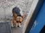 Welsh corgi pembroke Gaucho