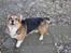 Welsh corgi pembroke Gaucho