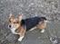 Welsh corgi pembroke Gaucho