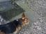 Welsh corgi pembroke Gaucho