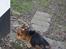 Welsh corgi pembroke Gaucho