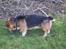 Welsh corgi pembroke Gaucho