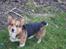Welsh corgi pembroke Gaucho