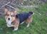 Welsh corgi pembroke Gaucho