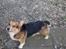 Welsh corgi pembroke Gaucho
