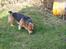 Welsh corgi pembroke Gaucho